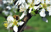bee-1334386_1920