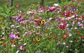 wild-flowers-3526829_1920