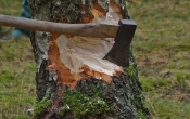 cut-tree-1716671_960_720