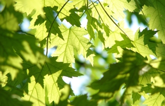 Znów posadzimy drzewa miododajne