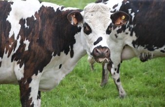 System QMP, czyli korzyści dla rolników