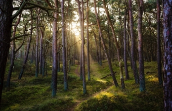 Informacja dot. wykonania wielkoobszarowej inwentaryzacji lasu w kraju w latach 2025-2029