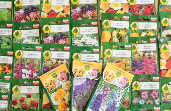 Rozdajemy darmowe nasiona roślin