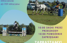 Plakat Konie