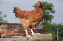 3 (5)