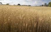 susza